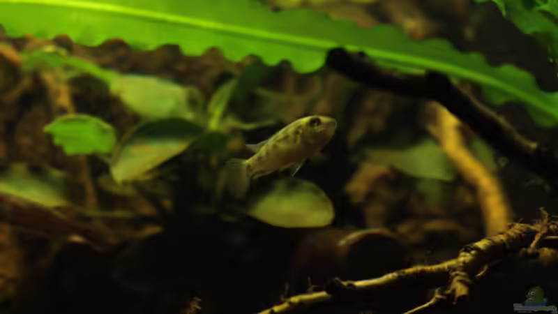 nicholsi Weibchen mit dicken Backen von die Perle... (67)