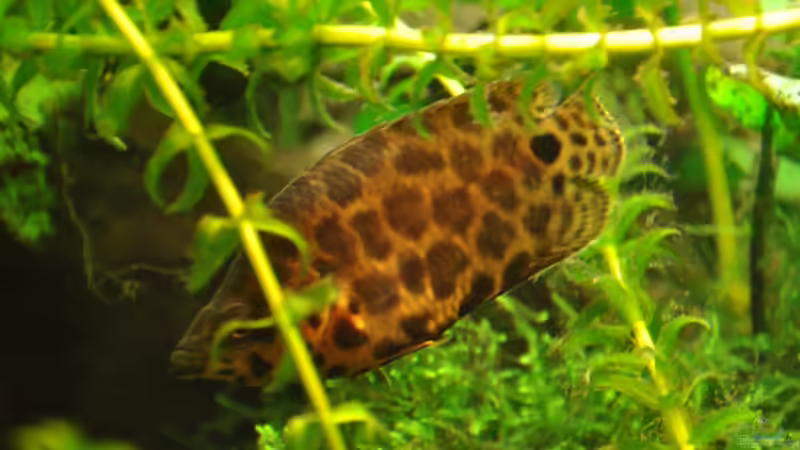 Nicht der größte aber der schönste von Der Buschfisch (20)