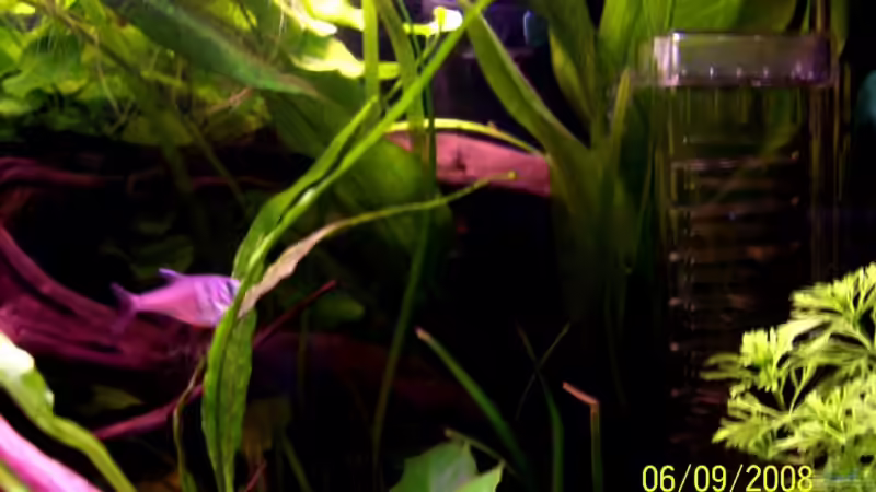 Nicht ganz einfach:´die Kerlchen zu fotografieren!´ von Thomas Schmidt (30)