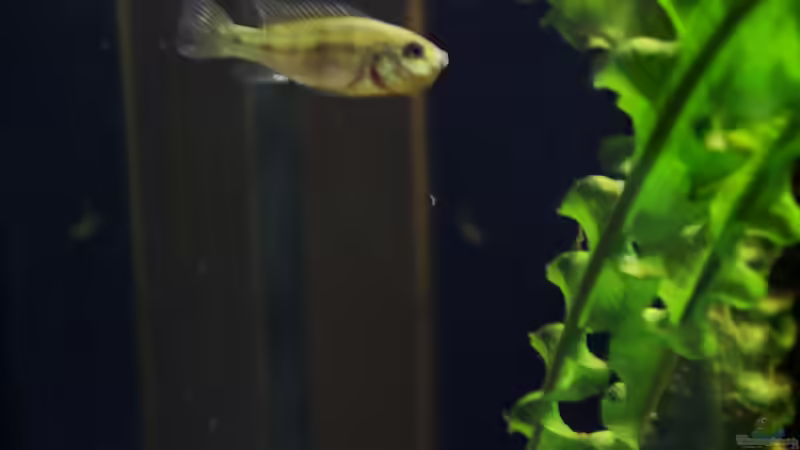 nicht ganz scharf, aber man erkennt die dicken Backen von die Perle... (58)