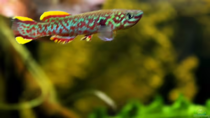 nicht ganz scharf, allerdings kann man sehr gut die prächtige Farbe erkennen von die Perle... (62)