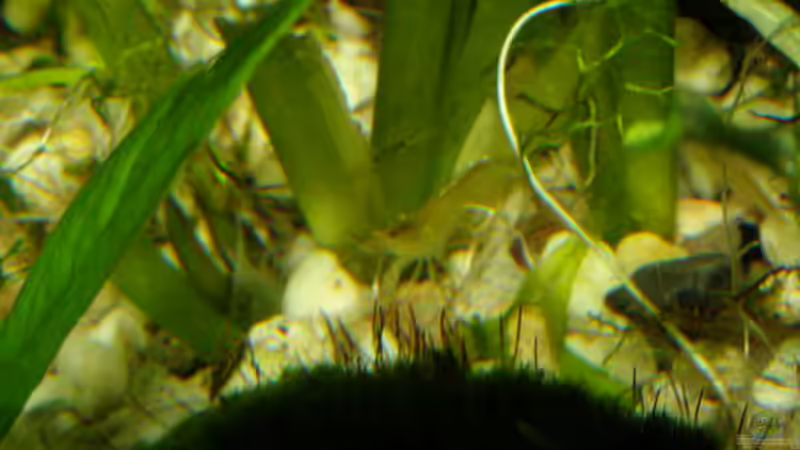 Nicht gut zu erkennen, aber es ist eine grüne Zwerggarnele von SeLo (22)