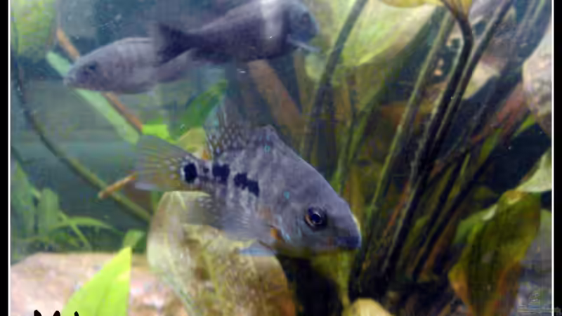 nicht identifiziertere Fischkreuzung von mariajudyta (49)