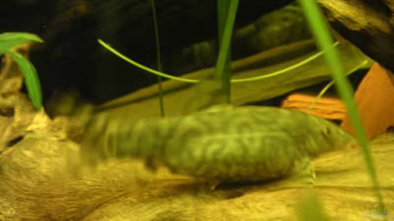 Nicht krank, sondern trächtig von Thomas Schlechter (14)