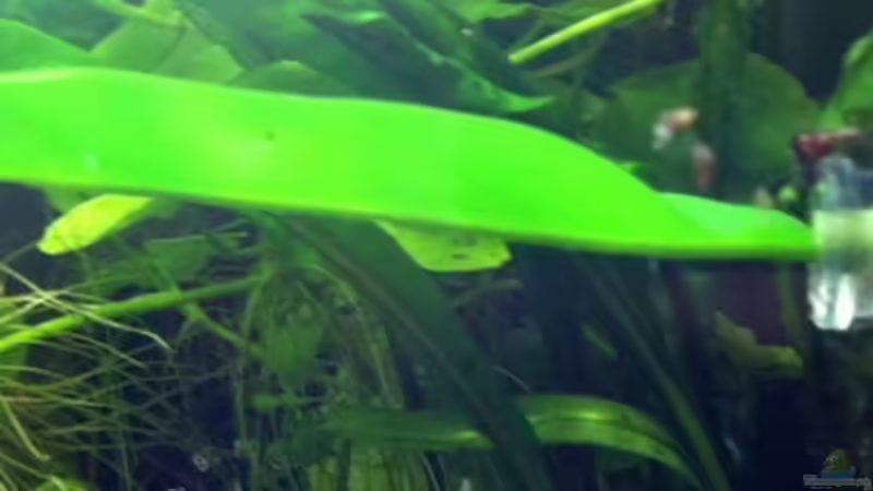 Nicht lachen: Das ist jetzt Heinzi´s Hängematte. Wird ca. 2cm unter der Wasseroberfläche per Saugnapf angebracht. So kann der Kafi Ausruhen oder Schlafen und dennoch schnell Luftholen. von Caricciola (5)