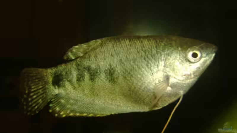 Nicht mehr da von Zwanni (33)