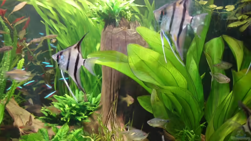 nicht mehr im Becken - ganz rechts Echinodorus Frans Stoffels, fälschlich als Digital-Art von Grünhexe (116)