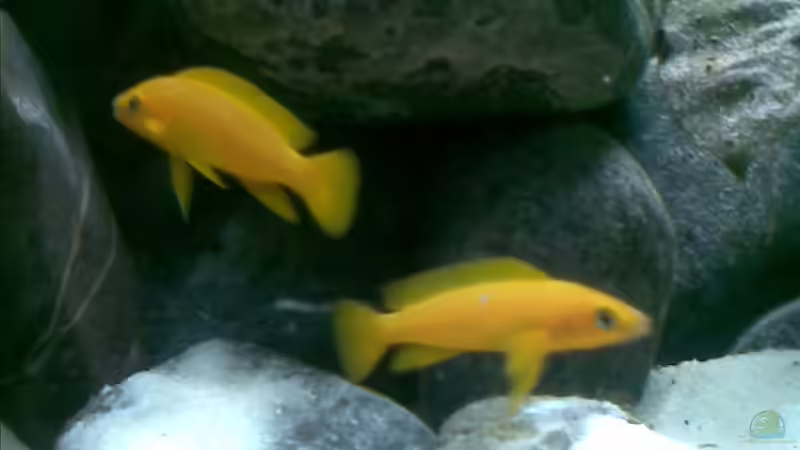 Nicht mehr im Becken aus 4 jungtieren hatten sich doch tatsächlich 2 Pärchen gebildet von Michael Geigel (21)