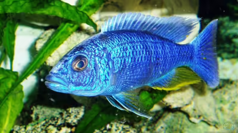 Nicht mehr im Becken von MalawiEder (23)