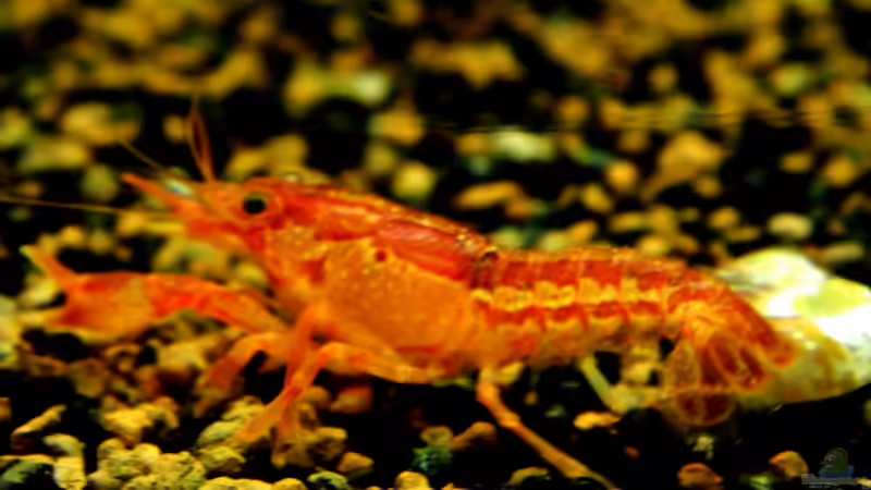 Nicht mehr im Bestand von snooze (38)