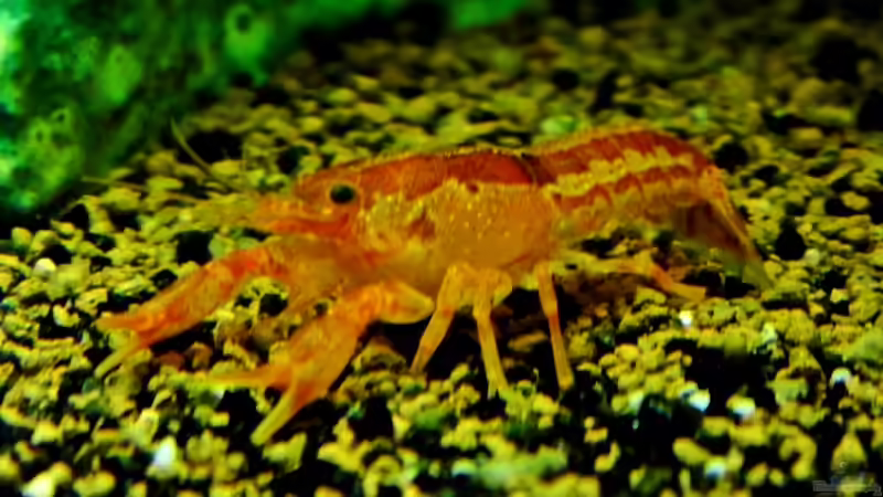 Nicht mehr im Bestand von snooze (39)