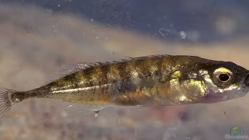 Nicht nur im Kaltwasseraquarium: Stichlinge im Gartenteich halten