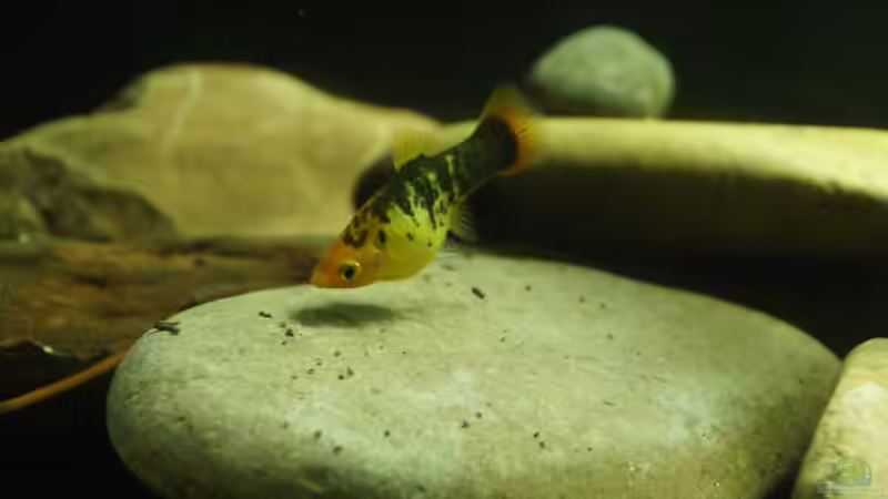 nicht schwanger nur vollgefressen... von Rootsman (29)