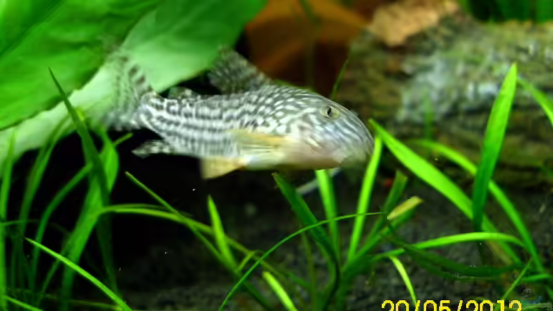 Nicht so einfach zu erwischen von Günther Kröger (63)