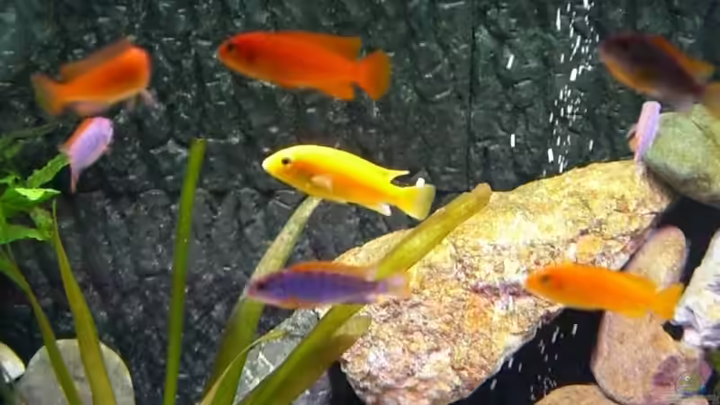 nicht so gelblastig wie jeder sagt!oder von maggo 28 (27)