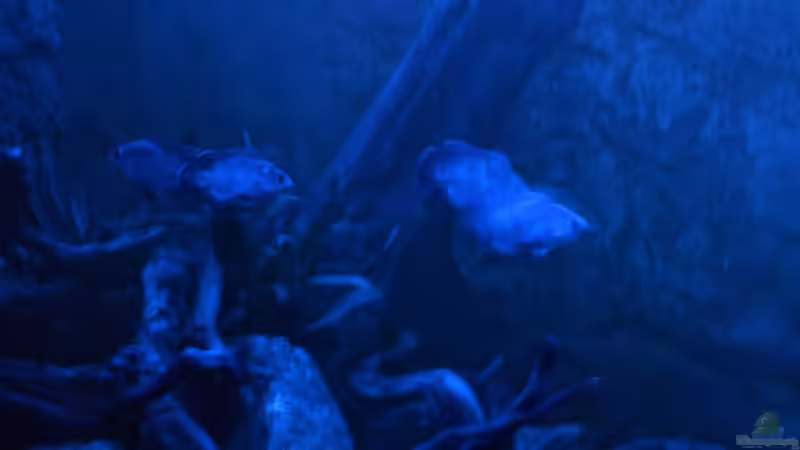 Nicht ´Straingers in the night´, sondern ´Oskars in der Nacht´. Auch ´nur´ von GGuardiaNN (21)