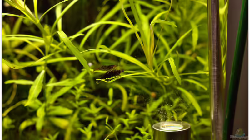 Nicht wirklich Blue Dream von hotwheelz (29)