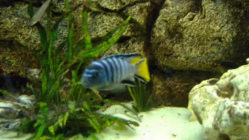 nichtmehr Teil der Lebensgemeinschaft.trotzdem schönes Bild von Heiko Röder (8)