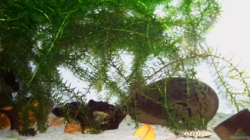 Nichts als Wasserpest von Solaris (3)