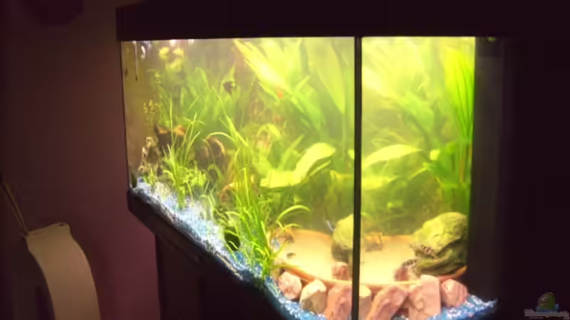 Nichts besonderes, nur ein Innenfilter! von Lollipop (22)