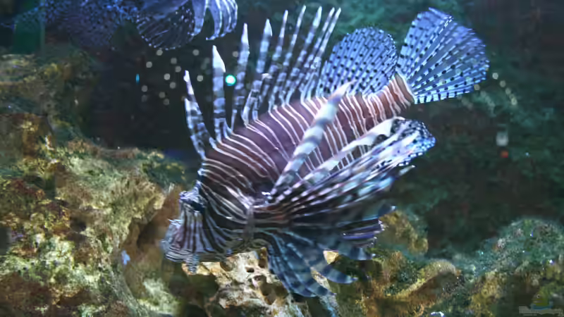 Nichts für Anfänger: Feuerfische