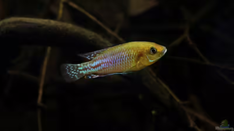 nicolsi Männchen von die Perle... (44)