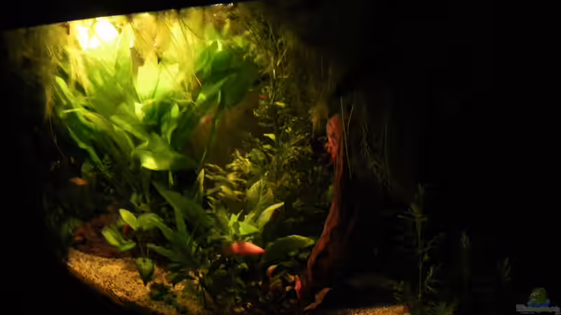 Niedervoltbeleuchtung als Sternenhimmel, reine Spielerei von Bazzi (56)