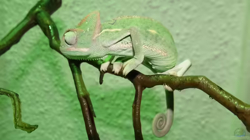 Niedlich son kleines Wesen von Cichliden-Kabuff (27)