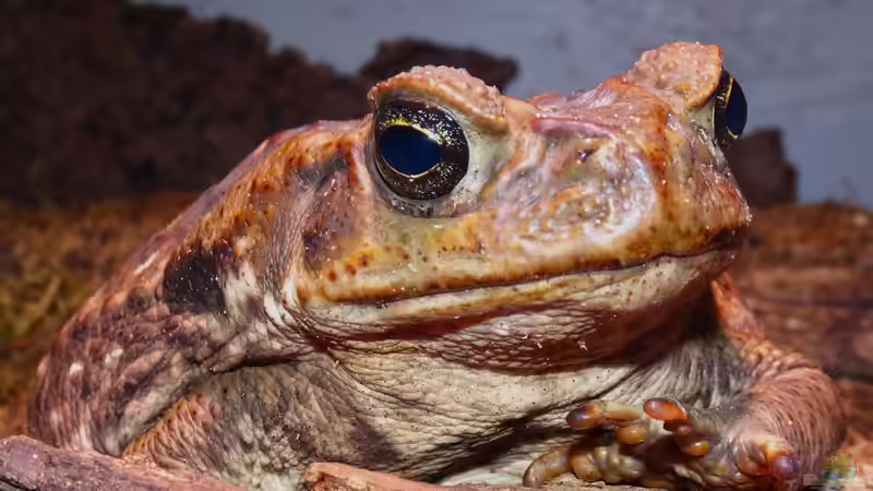 Niedliche Noppenhändchen von Cichliden-Kabuff (24)