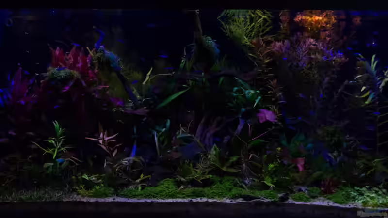 Nightlife von Betta Chris (106)