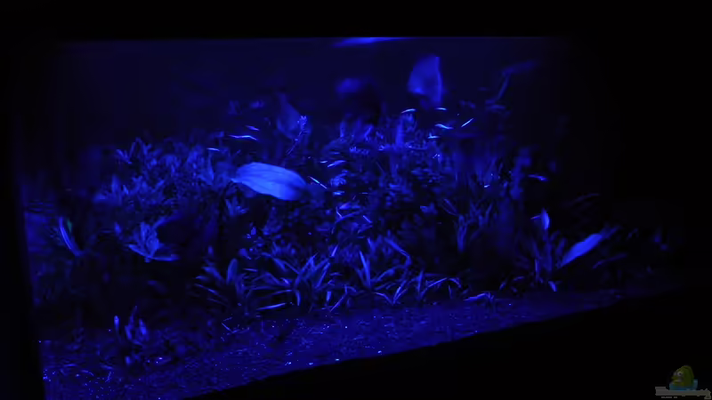 Nightvision von Microsash (27)