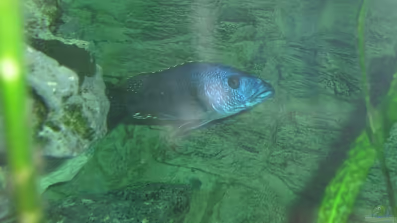 Nigriventer Bock der 2te von Toelz (24)