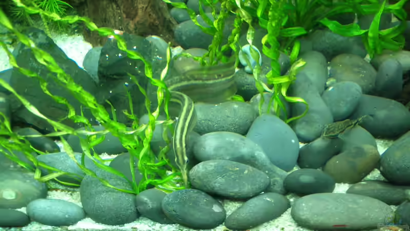 Nihal hat sichtlich Spaß am suchen von Fuujida (17)