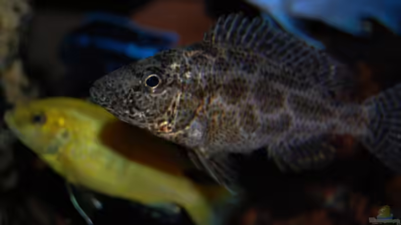 Nimbochromais Polystigma von Roland Elsenbruch (23)