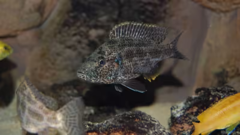 Nimbochromais Polystigma von Roland Elsenbruch (29)