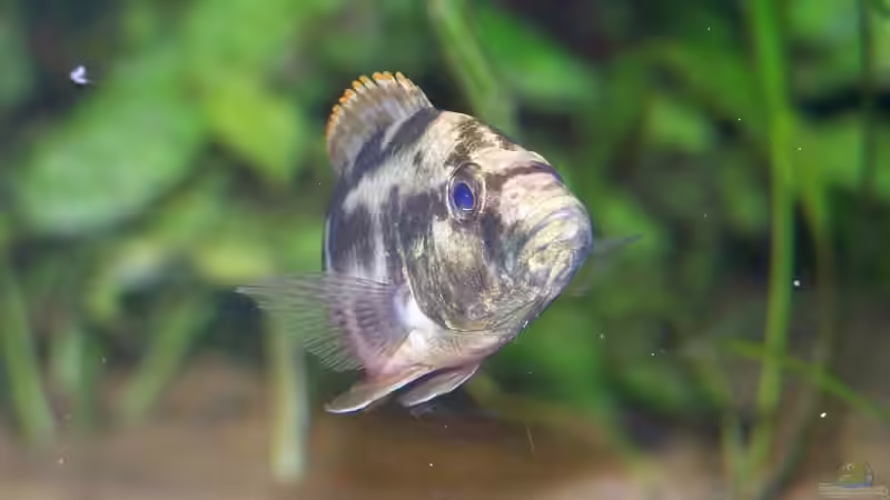 Nimbochromis  livingstoni (klein) von Klabuster (23)