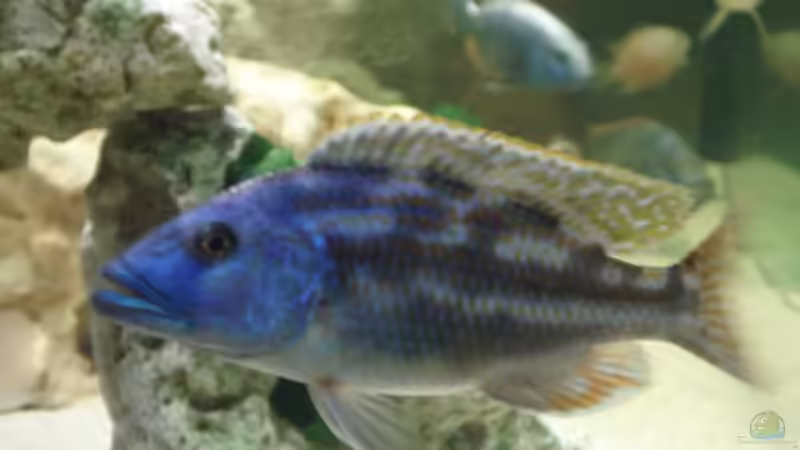 Nimbochromis fuscontaeniatus von Dennis Kaiser (23)