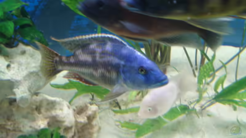 Nimbochromis fuscontaeniatus von Dennis Kaiser (25)