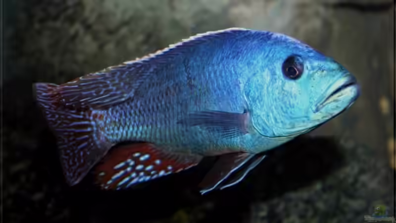 Nimbochromis fuscotaeniatus - Männchen von Pütti (31)