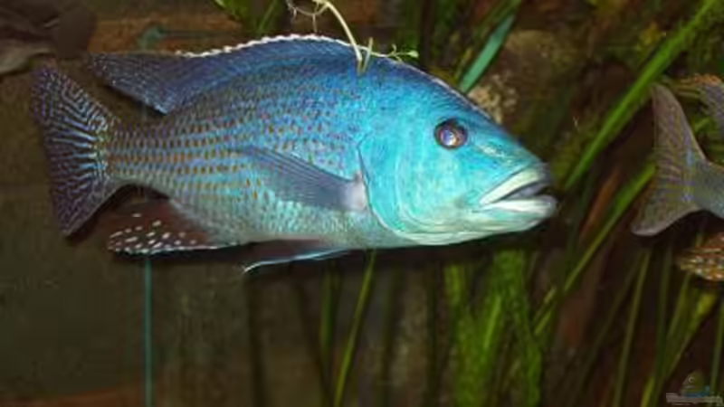 Nimbochromis fuscotaeniatus, F2NZ von Mark Mondl (10)