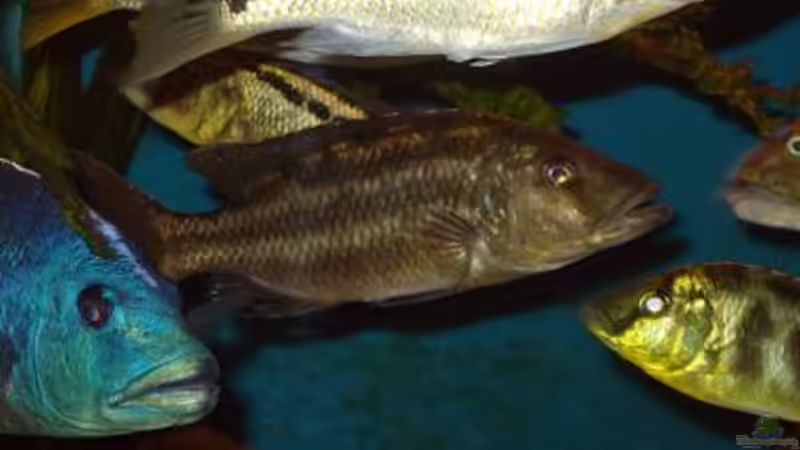 Nimbochromis fuscotaeniatus, F2NZ von Mark Mondl (11)