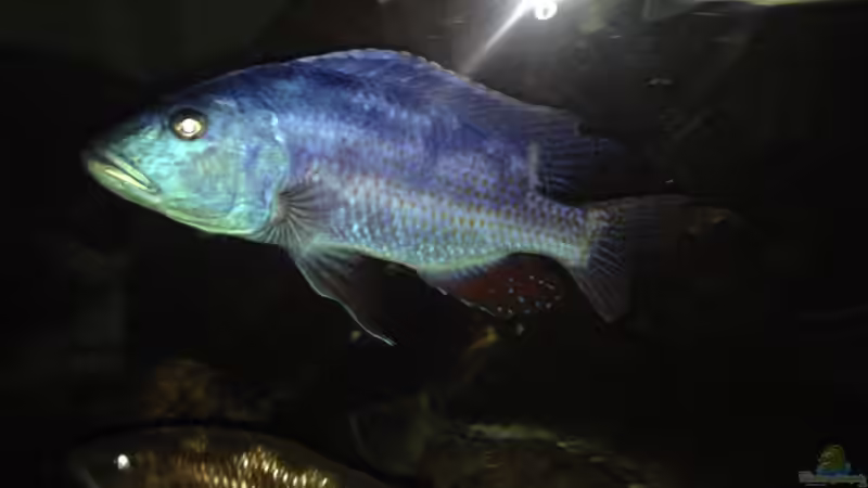 Nimbochromis fuscotaeniatus_5 von Swenni (36)