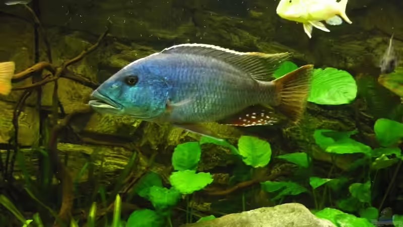 Einrichtungsbeispiele für die Haltung von Nimbochromis fuscotaeniatus im Aquarium