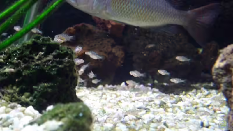 Nimbochromis fuscotaeniatus Mama (mit Nachwuchs) von Michael H. (14)