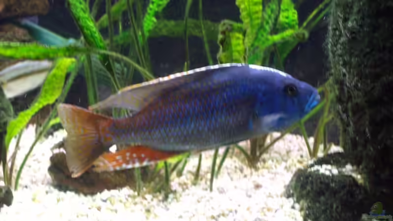 Nimbochromis fuscotaeniatus Mann von Michael H. (12)