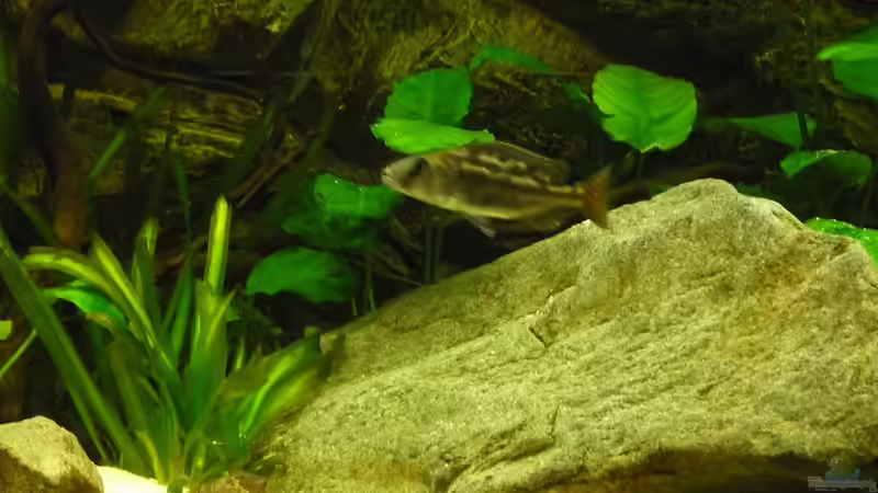 Nimbochromis Fuscotaeniatus ´Weib´ ca. 8-9cm von Monoculus (13)