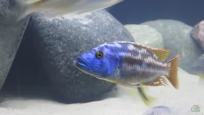 Nimbochromis fuscotaeniatus WF Männchen von Dominik Steigewald (15)