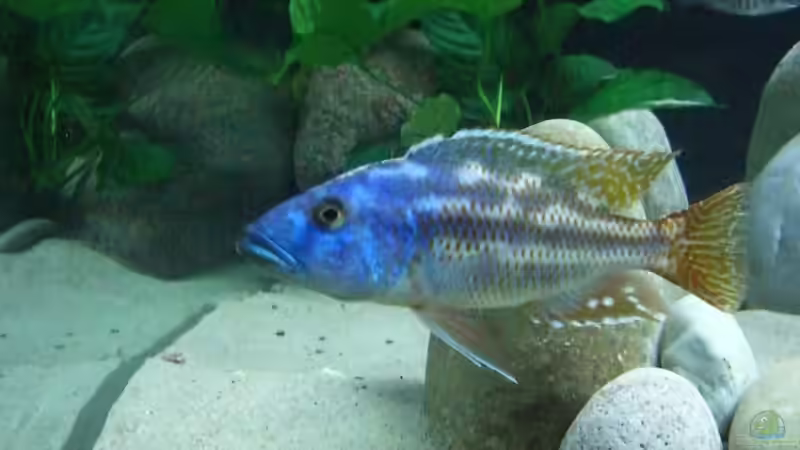 Einrichtungsbeispiele für die Haltung von Nimbochromis fuscotaeniatus im Aquarium