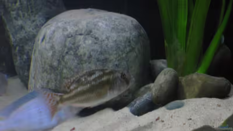 Nimbochromis fuscotaeniatus WF Weibchen von Dominik Steigewald (19)