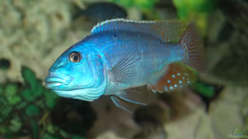 Nimbochromis Fuscoteaniatus Jungfisch NZ von Abdullah Özer (66)